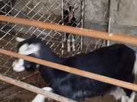 Ешкі, Alpine goat — 3-сурет