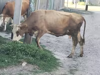گاو ماده, نژاد آلتائو — عکس 2