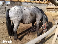 Hengst, Appaloosa — Foto 1