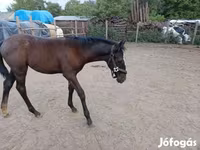 Cavalla, Lipizzaner — foto 1