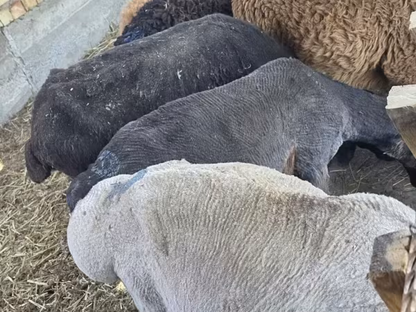 Ram, Arashan sheep — Kyrgyzstan