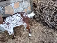 Cabra, Beetal goats — foto 4