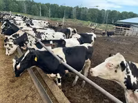 Kuh, Holstein-Rasse — Foto 3