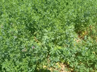 Hal hazirda Yonca (Medicago sativa) becerilib 3 hektar torpaq sahəsi — foto 3