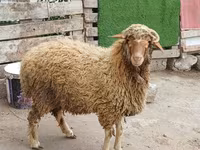 Ram, Schapen — foto 8