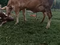 सांड, Swiss cattle — फ़ोटो 4