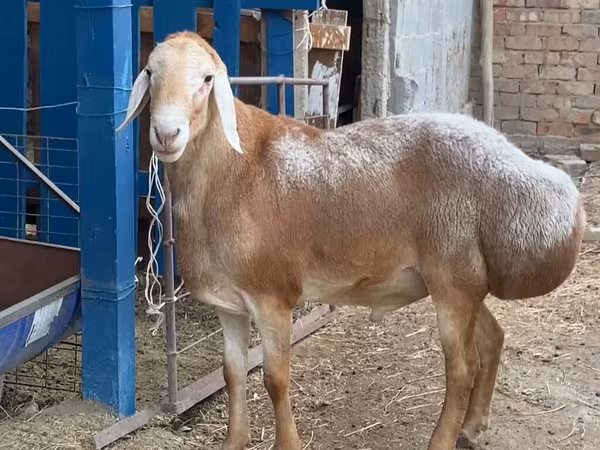 Qoʻchqor, Arashan sheep
