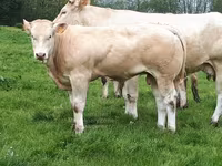 雄牛, Blonde d’Aquitane cattle — 写真 5