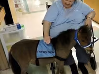 Hengst, Miniature horse — Foto 4