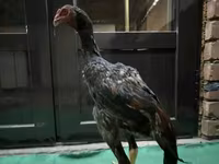 Chickens — foto 7