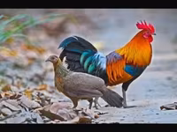 Chickens — foto 1