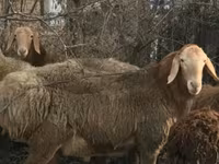 Кочкор, Арашан — сүрөт 2