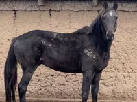 Faras, Kazakh horse — sawirka 3