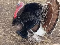 Turkeys — 3-rasm