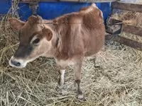 ላም, Jersey breed — ፎቶ 4
