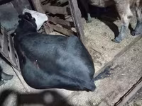 Mucca, Aberdeen Angus — foto 5