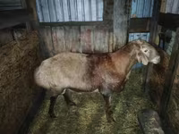 숫양, Hissar sheep — 사진 3