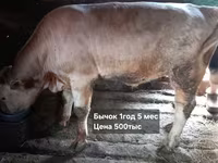 Bou, Simmental cattle — foto 1