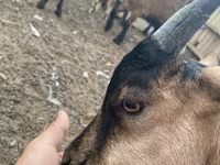 Koza, Alpine goat — zdjęcie 5