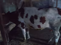 Vacă, Simmental cattle — foto 2