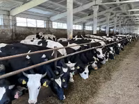 Ko, Yaroslavl cattle — foto 2