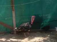 Geese — foto 4