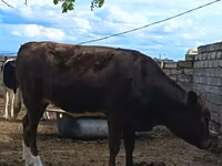 Ko, Simmental cattle — foto 2