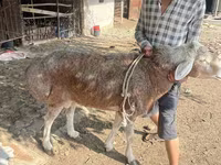 Montone, Arashan sheep — foto 1
