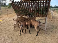 Buk, Alpine goat — foto 1