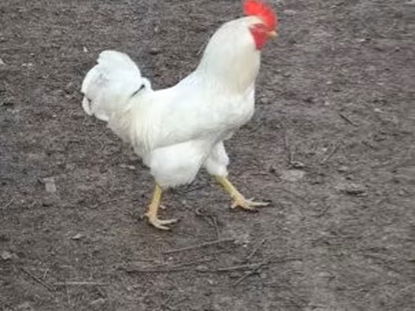 Chickens