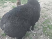 Kambing jantan, Sheep — foto 3
