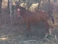 公马, Horses — 照片 3