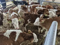 Bik, Simmental cattle — fotografija 2