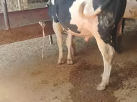 گاو نر, Russian Black pied cattle — عکس 3