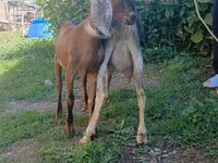 Bode, Nubian Goat — foto 3