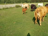 Lembu betina, Charolais cattle — foto 5