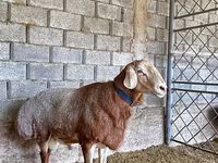 Bélier, Arashan sheep — photo 4