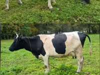 গাভী, Simmental cattle — ছবি 3