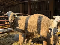 Vædder, Edilbay sheep — foto 4