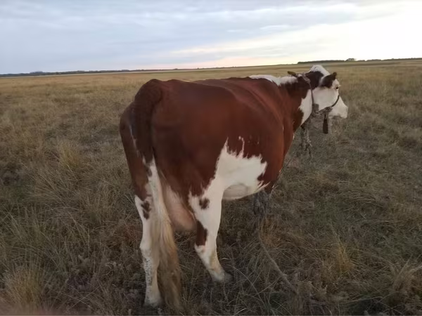 گاو ماده, Simmental cattle