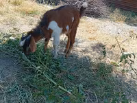 Buk, Beetal goats — foto 3