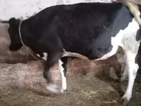 Կով, Russian Black pied cattle — լուսանկար 6