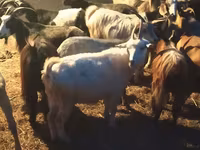 Cabras (lote, sexo no especificado), Cabras — foto 2