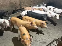 암퇘지, 돼지 — 사진 3