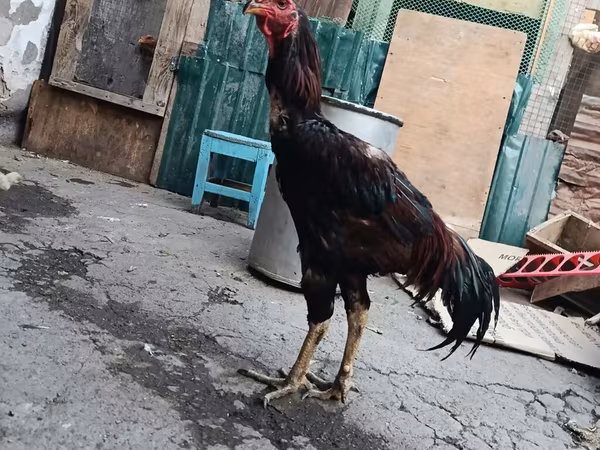 Chickens