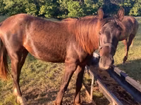 Cavallo, Black Sea breed — foto 1