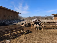 Ram, Sheep — photo 6