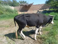 Byk, Bydło — zdjęcie 1