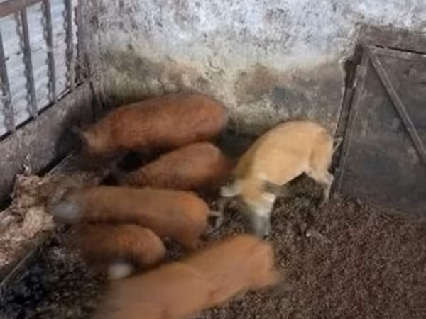 Eber, Мангалица