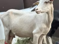 Capra, Saanen goat — foto 4